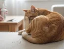 Блошиный дерматит у кошек: симптомы и лечение