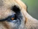 Болезни глаз у собак: классификация и лечение