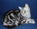 Британская короткошерстная кошка