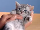 Возьмите котенка на руки