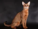 Дикий окрас