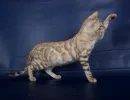 Линкс