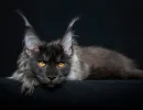 Мейн-кун