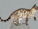 Минки