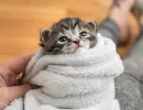 Накройте котенка тканью