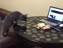 Обклейте стол скотчем