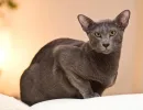 Ориентальные кошки