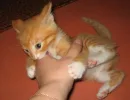 Переключите внимание котенка