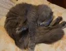Поза эмбриона