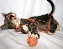 Поиграйте с котенком