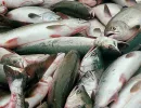 Пресноводная сырая рыба