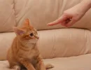 Проявите строгость
