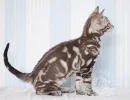 Сепия