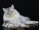 Сибирский кот