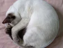 Стиль "инкогнито"