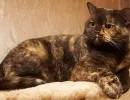 Черепаховая кошка