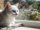 Белая кошка с голубыми глазами: обзор пород