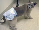 Атония мочевого пузыря у кота: симптомы и лечение