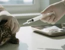 Чип для кошек