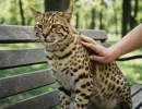 Ашера (кошка): описание породы