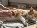 Асцит у кошек: симптомы и лечение