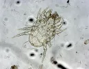 Cheyletiella