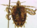 Linquatus setosus