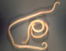 Toxacara саnis