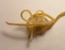 Toxocara cati