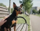 Aнглийский тойтерьер: характеристика породы