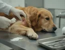 Абсцесс у собаки: диагностика и лечение