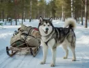 Аляскинский маламут: характеристика породы
