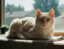 Американский керл: характеристика породы