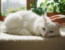 Белая кошка: обзор пород со снежным окрасом