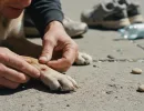 Болезни лап у собак: симптомы и лечение
