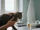 Болезни почек у кошек: симптомы и лечение