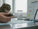Болезни шотландских вислоухих кошек: список, симптомы