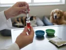 «Гамавит» для кошек и собак: инструкция по применению