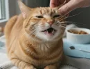 Гингивит у кошек: симптомы и лечение