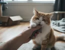 Как отучить кота кусаться