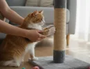 Как приучить кошку к когтеточке