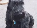 Собака Карандаша