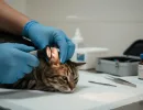Чесотка у кошек