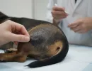 Черный акантоз у собак