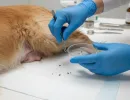 Что такое эктопаразиты