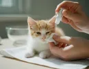 Чем промыть глаза котенку