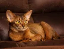 Абиссинская кошка