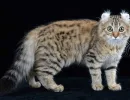 Американский керл