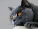 Британская короткошерстная кошка