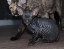 Велюр